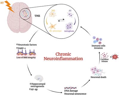 Glitches in the brain: the dangerous relationship between radiotherapy and brain fog
